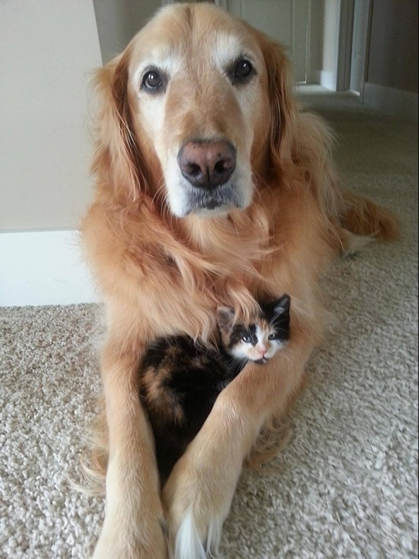 20 cats who have a huge crush on dogs