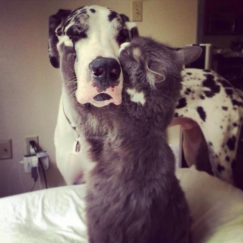 20 cats who have a huge crush on dogs