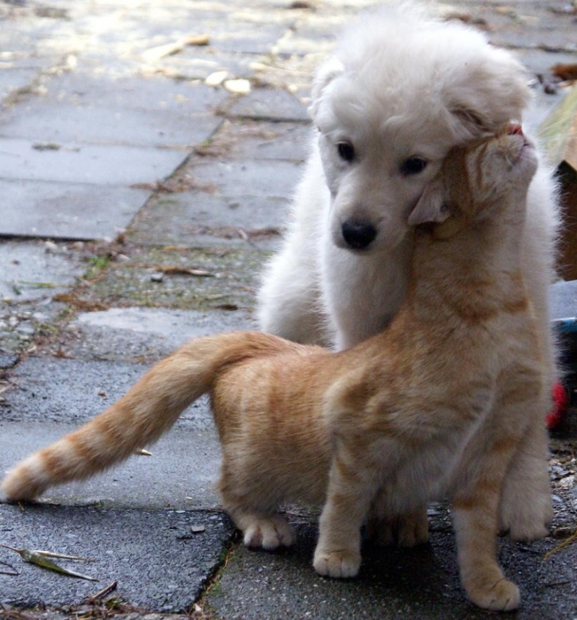 20 cats who have a huge crush on dogs