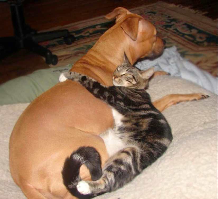 20 cats who have a huge crush on dogs