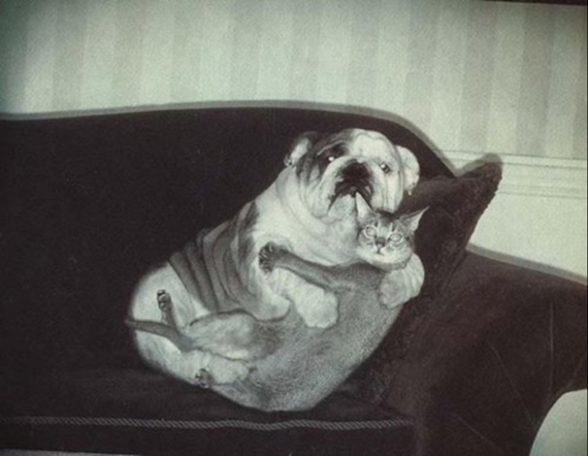 20 cats who have a huge crush on dogs