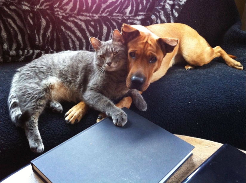 20 cats who have a huge crush on dogs