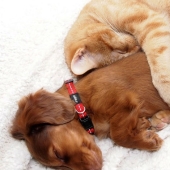 20 cats who have a huge crush on dogs