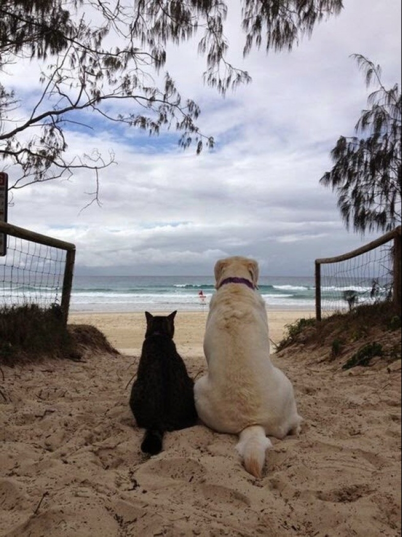 20 cats who have a huge crush on dogs