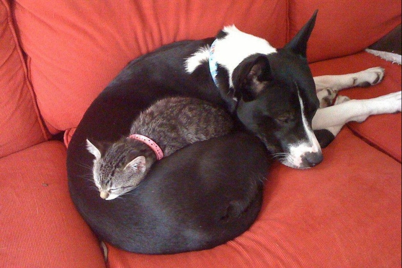 20 cats who have a huge crush on dogs