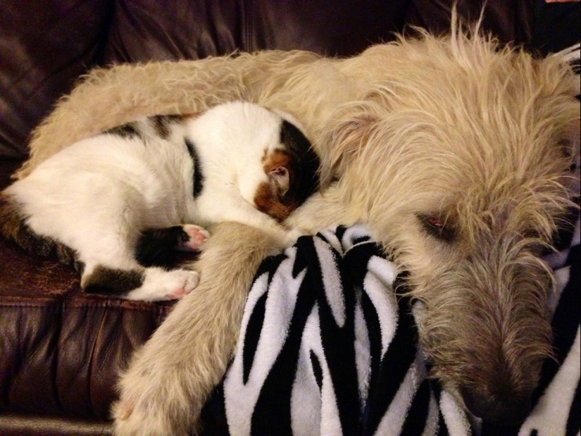 20 cats who have a huge crush on dogs