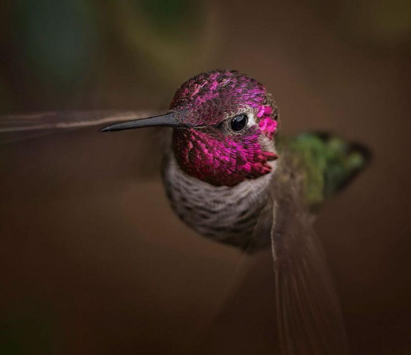 20 colibríes en primer plano-increíble belleza de pájaros diminutos