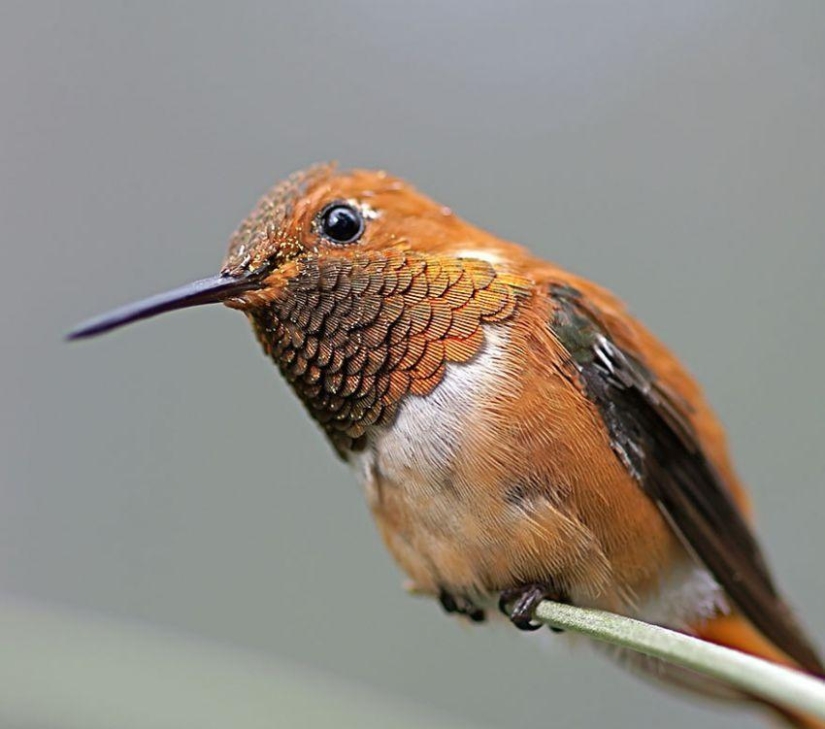 20 colibríes en primer plano-increíble belleza de pájaros diminutos