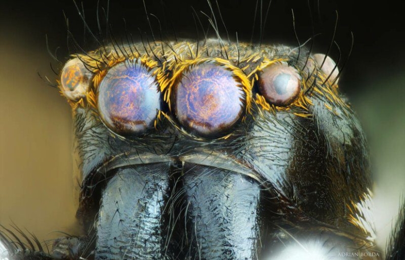 20 creaciones de la naturaleza que pueden causar horror incluso en una persona con una psique fuerte