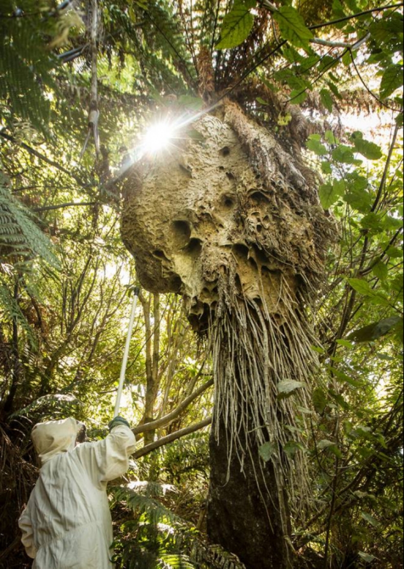 20 creaciones de la naturaleza que pueden causar horror incluso en una persona con una psique fuerte