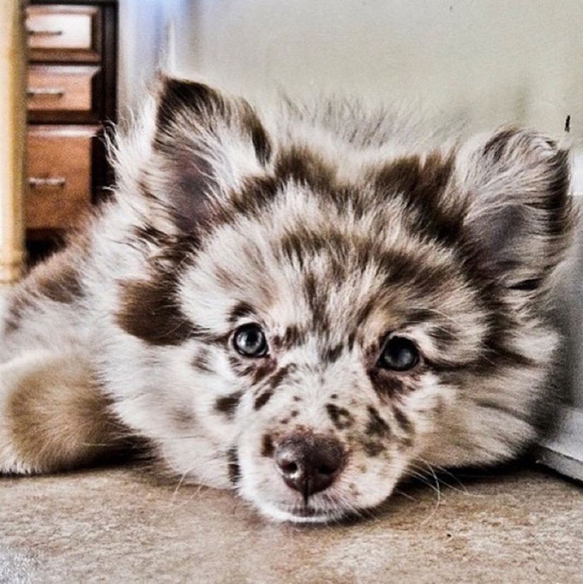 20 cute mestizo dogs that will make you fall in love with them!