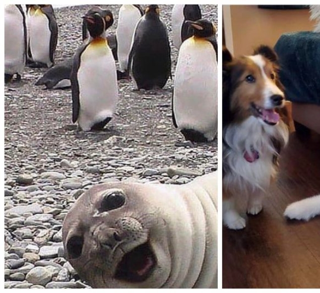 20 cutest pictures that will make your day better