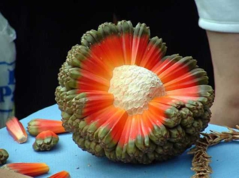 20 de frutas exóticas de todo el mundo, que usted nunca escuchó