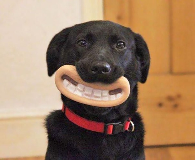 20 dogs who Don't Know How Stupid They look with their Toys