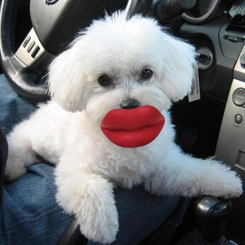 20 dogs who Don't Know How Stupid They look with their Toys