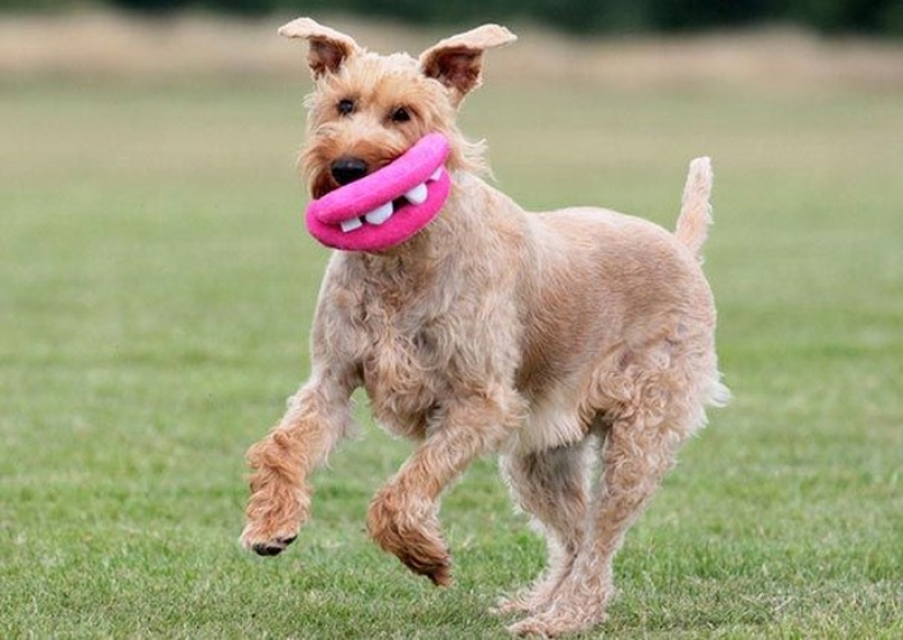 20 dogs who Don't Know How Stupid They look with their Toys