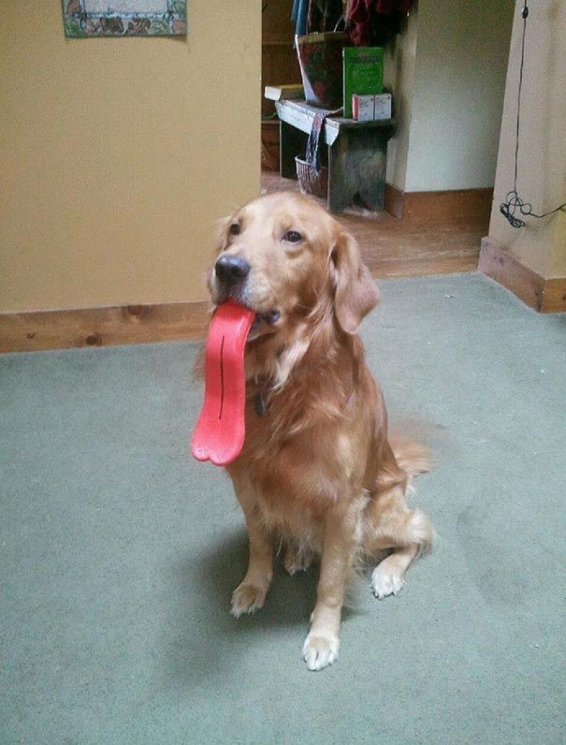 20 dogs who Don't Know How Stupid They look with their Toys