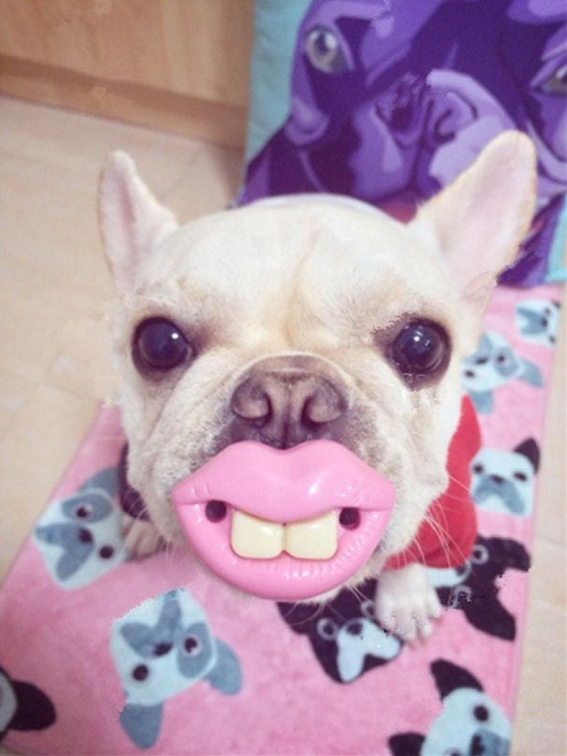 20 dogs who Don't Know How Stupid They look with their Toys