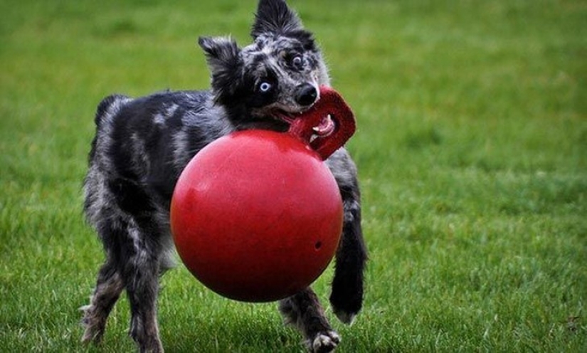 20 dogs who Don't Know How Stupid They look with their Toys