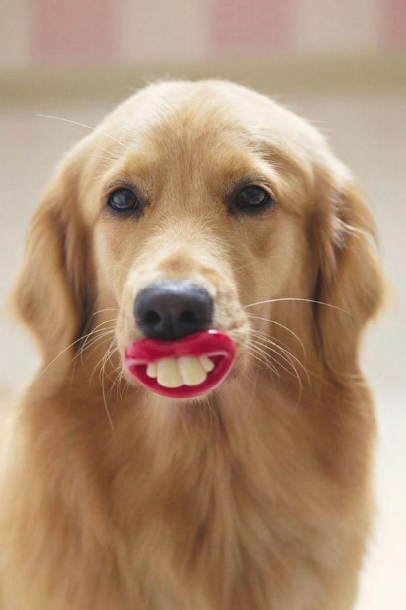 20 dogs who Don't Know How Stupid They look with their Toys