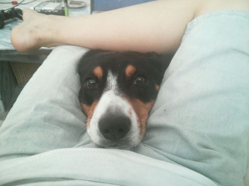 20 dogs who have no idea about personal space