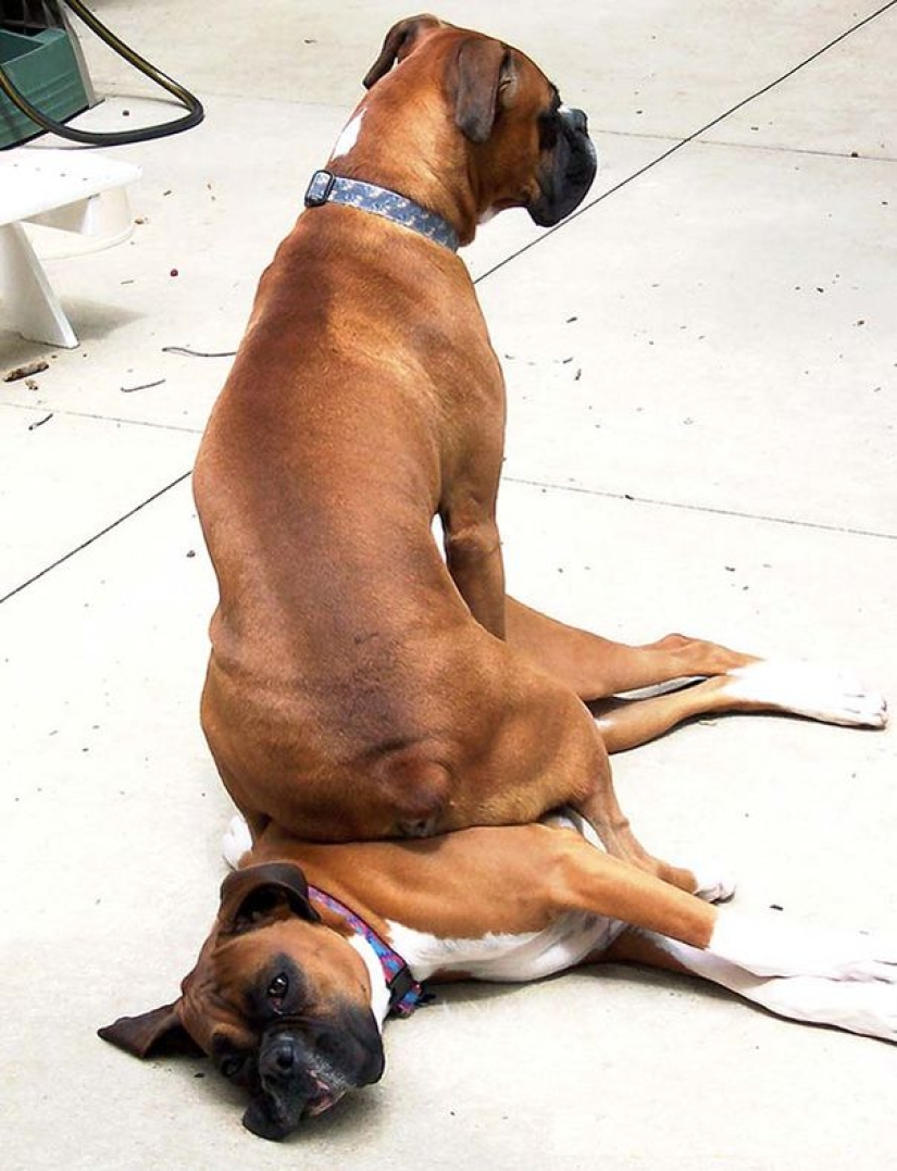 20 dogs who have no idea about personal space