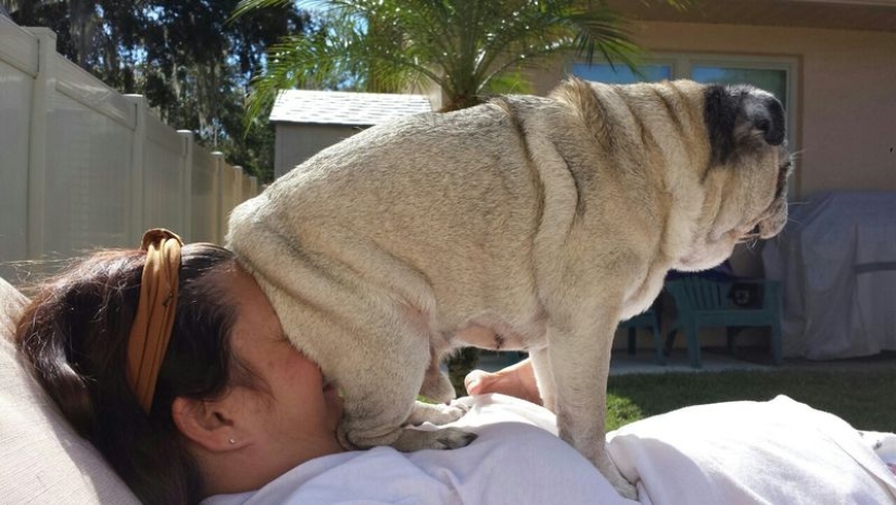 20 dogs who have no idea about personal space