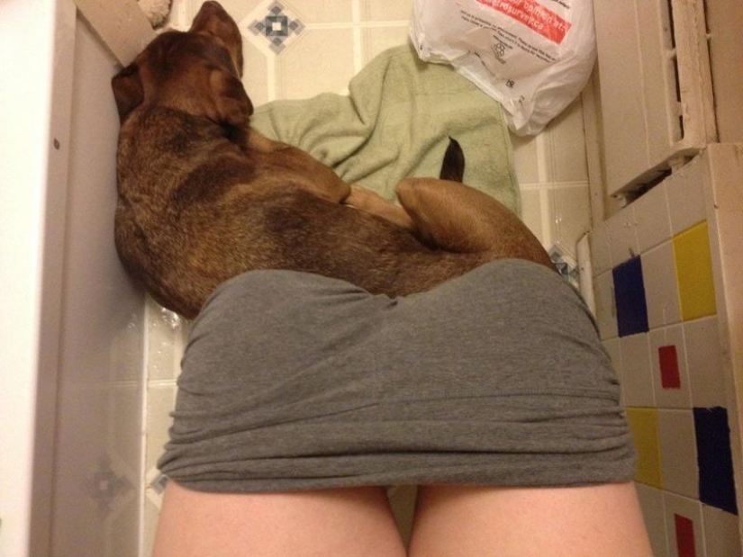 20 dogs who have no idea about personal space