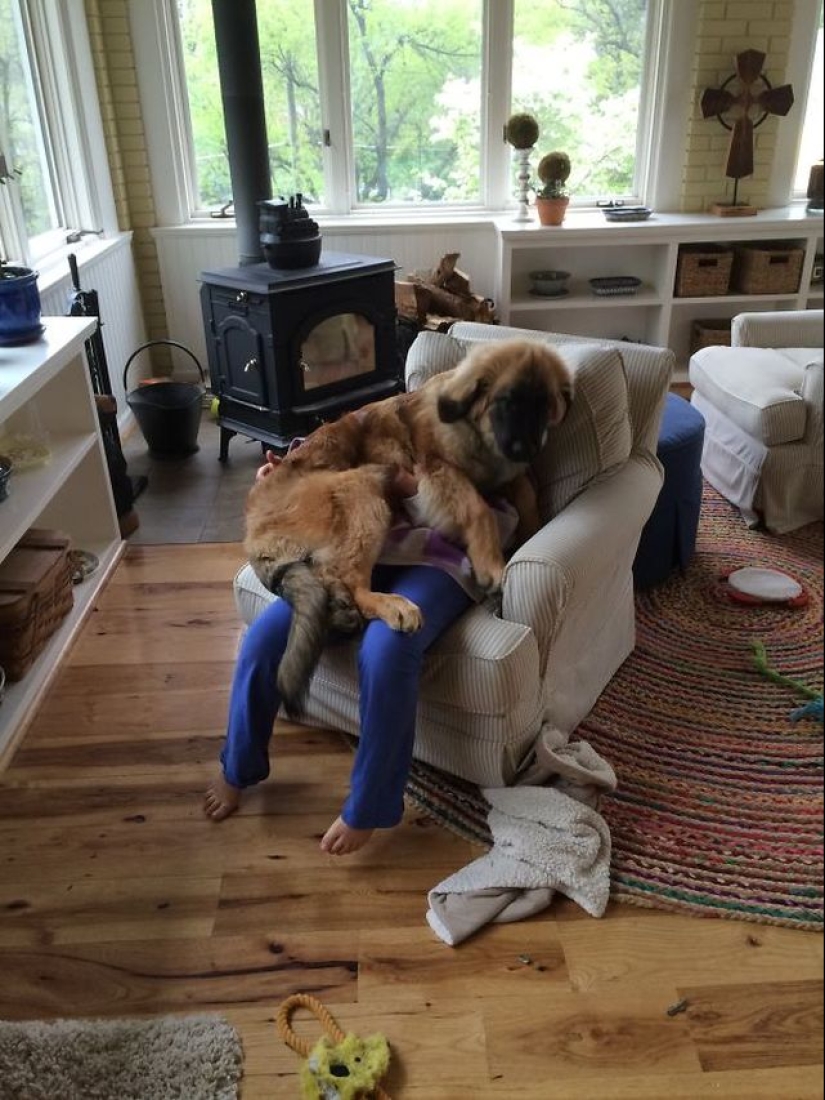 20 dogs who have no idea about personal space