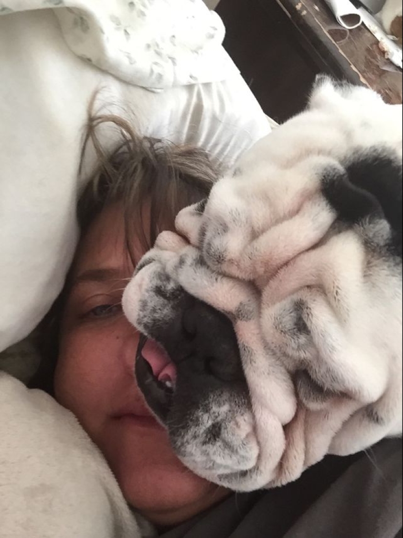 20 dogs who have no idea about personal space