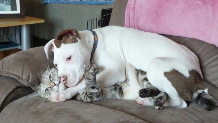 20 dogs who have no idea about personal space