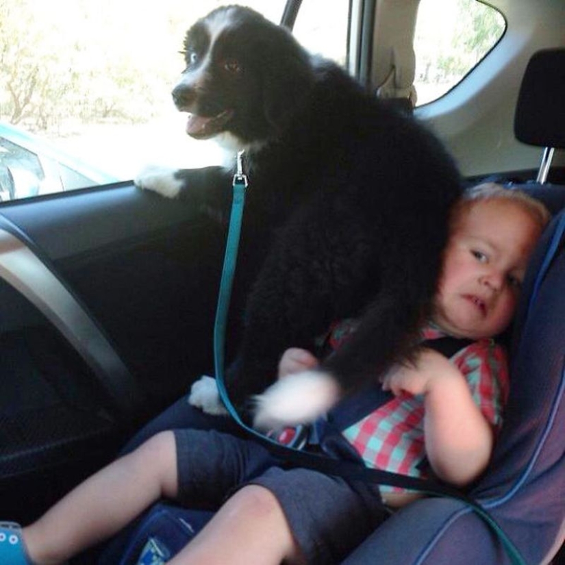 20 dogs who have no idea about personal space