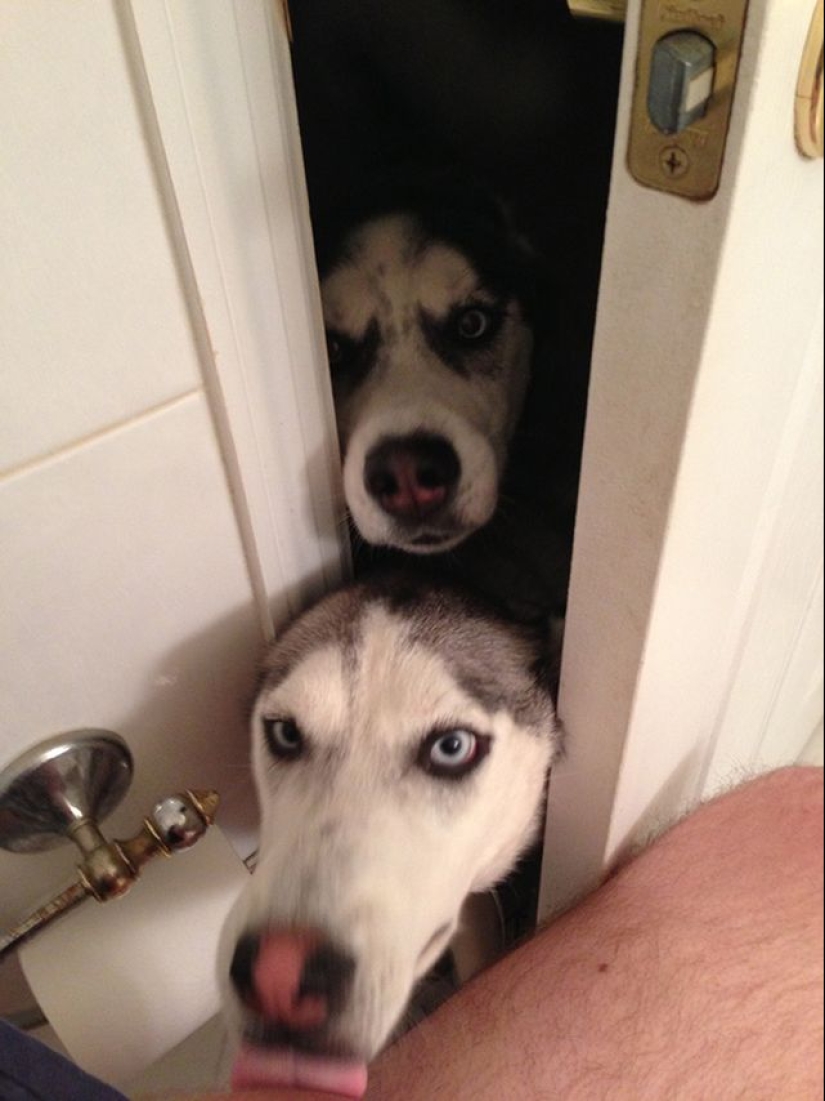 20 dogs who have no idea about personal space