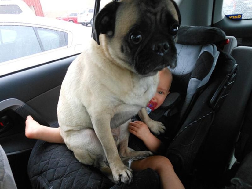 20 dogs who have no idea about personal space