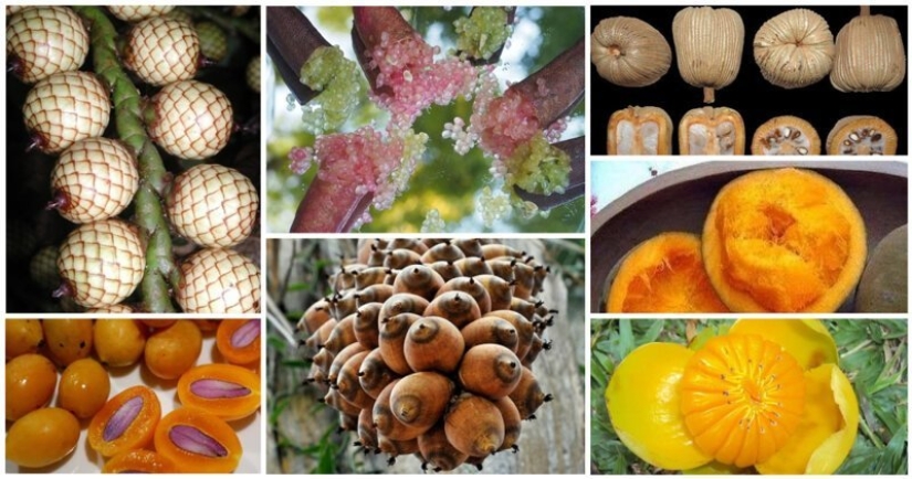 20 edible fruit, which you have not even heard