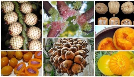 20 edible fruit, which you have not even heard