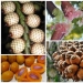 20 edible fruit, which you have not even heard