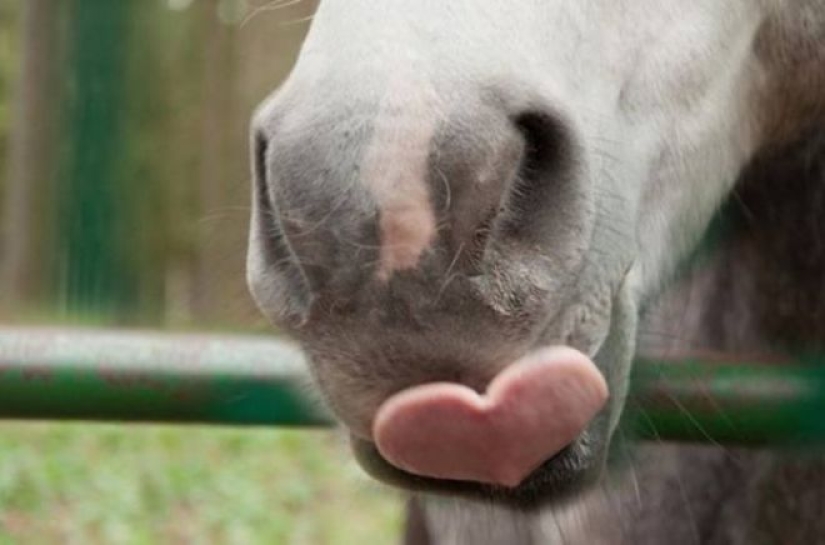 20 emotional snapshots that will melt the heart of even the "biscuit"