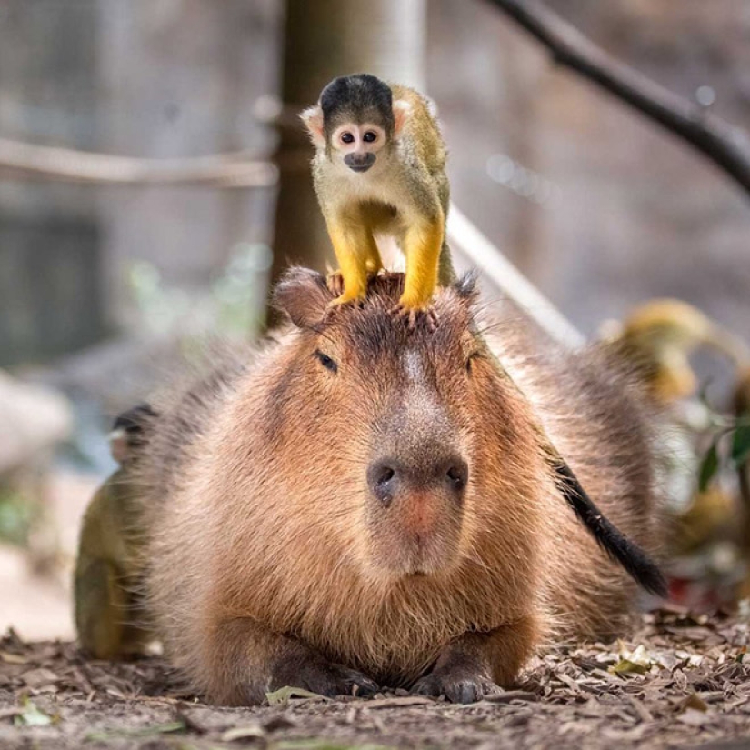 20 evidence that capybaras are the most cute and friendly animals in the world