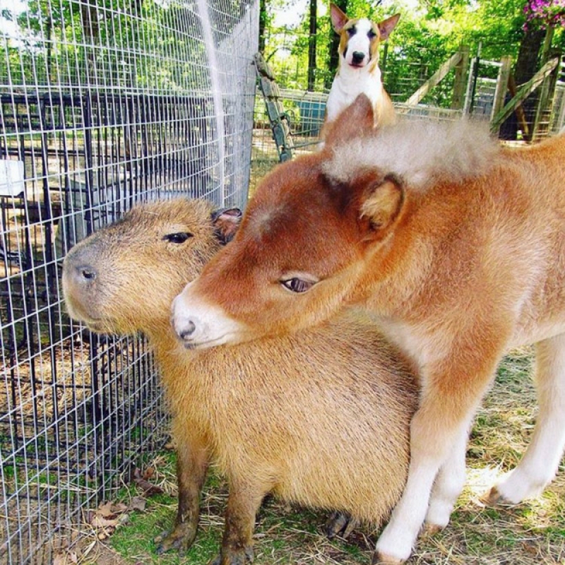 20 evidence that capybaras are the most cute and friendly animals in the world