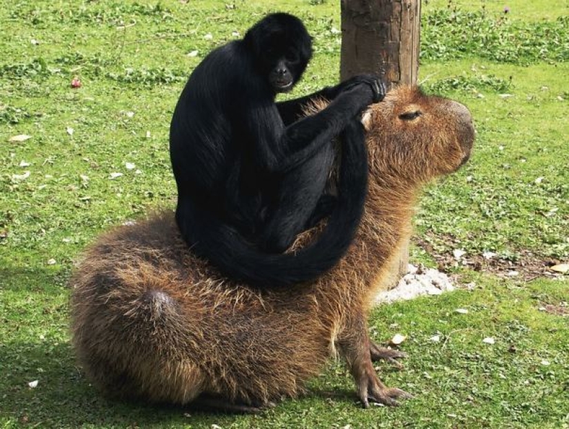 20 evidence that capybaras are the most cute and friendly animals in the world