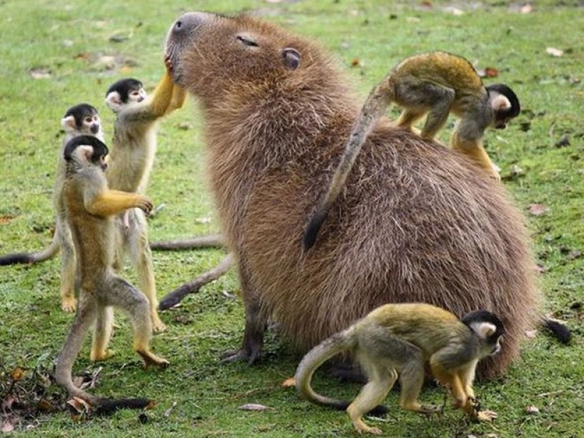 20 evidence that capybaras are the most cute and friendly animals in the world