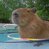 20 evidence that capybaras are the most cute and friendly animals in the world