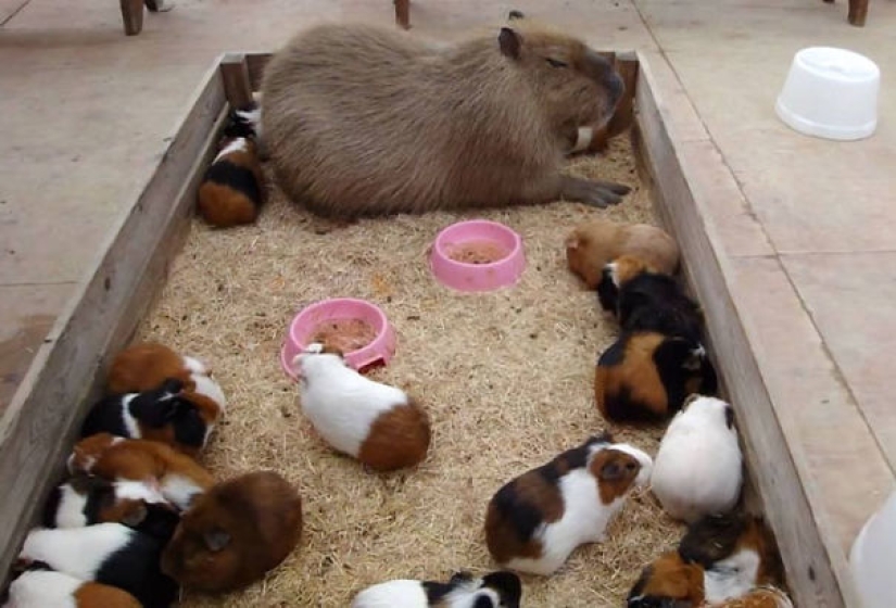 20 evidence that capybaras are the most cute and friendly animals in the world