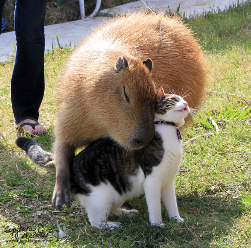 20 evidence that capybaras are the most cute and friendly animals in the world