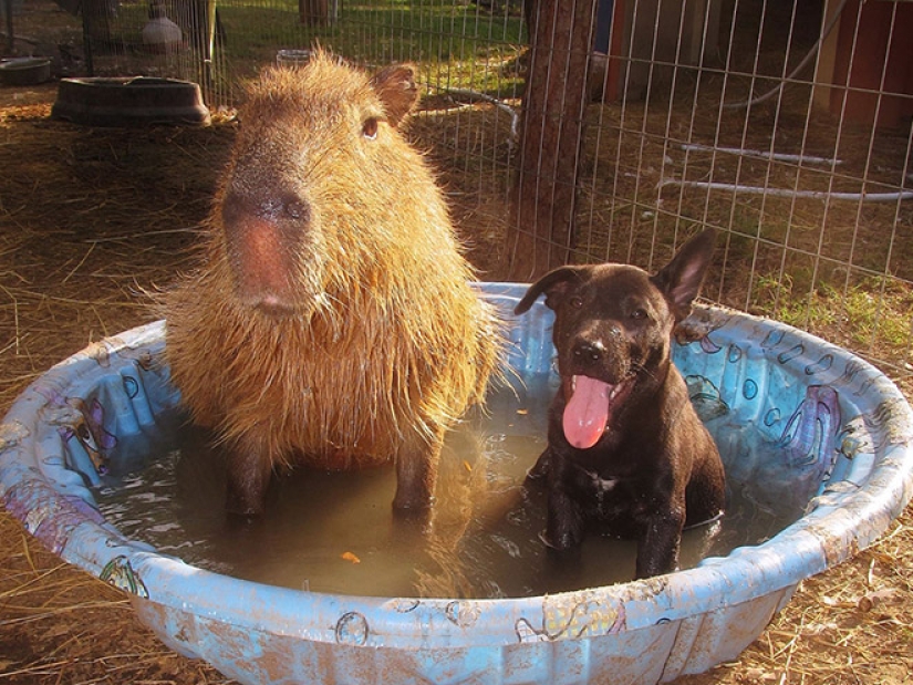 20 evidence that capybaras are the most cute and friendly animals in the world