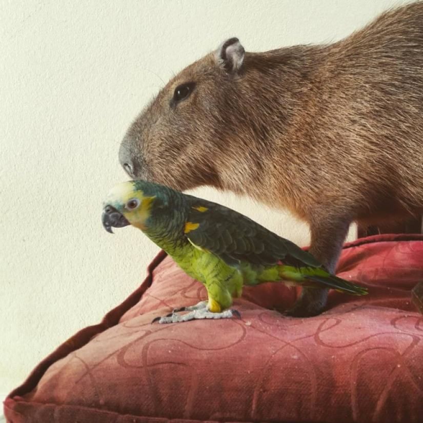 20 evidence that capybaras are the most cute and friendly animals in the world