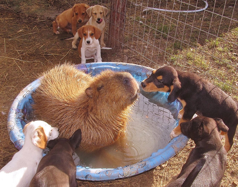 20 evidence that capybaras are the most cute and friendly animals in the world