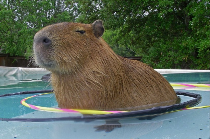 20 evidencia de que los capibaras son los más lindos y simpáticos animales en el mundo