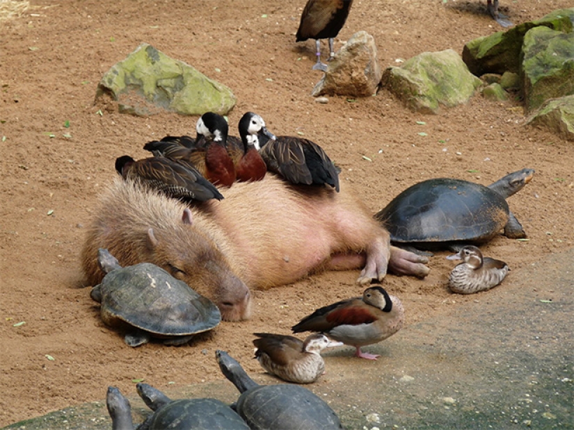 20 evidencia de que los capibaras son los más lindos y simpáticos animales en el mundo